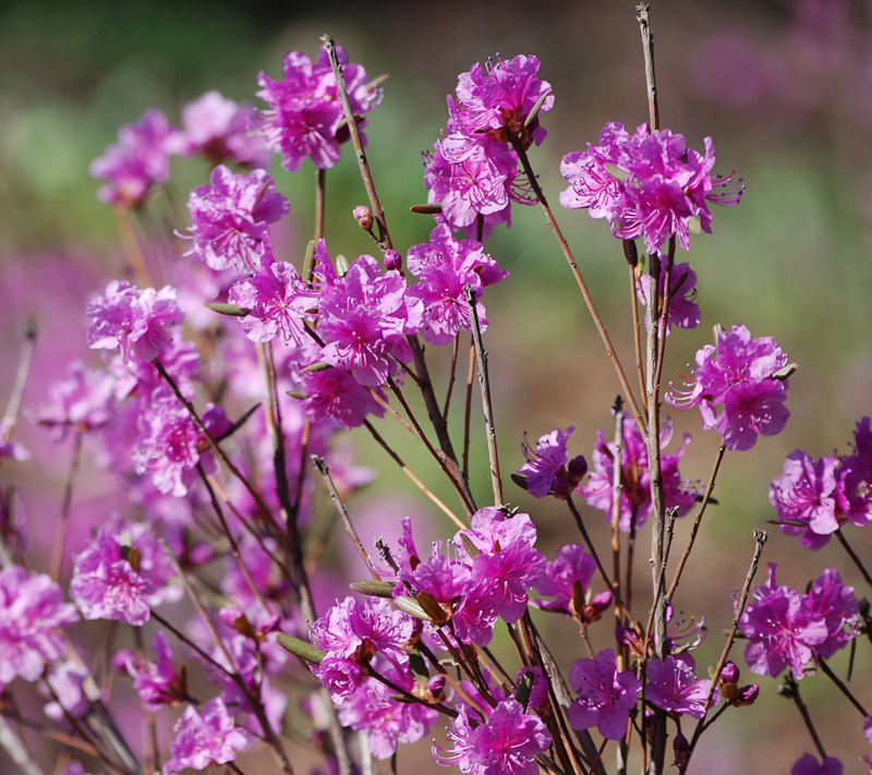 Изображение особи Rhododendron dauricum.