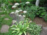 Allium nigrum