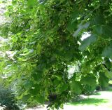 Tilia platyphyllos. Ветви с соплодиями. Германия, Бавария, Средняя Франкония, г. Нюрнберг, Нюрнбергская крепость. 28.06.2012.