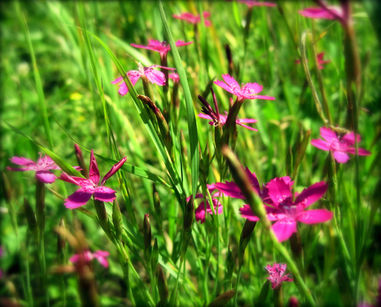 Image of genus Dianthus specimen.