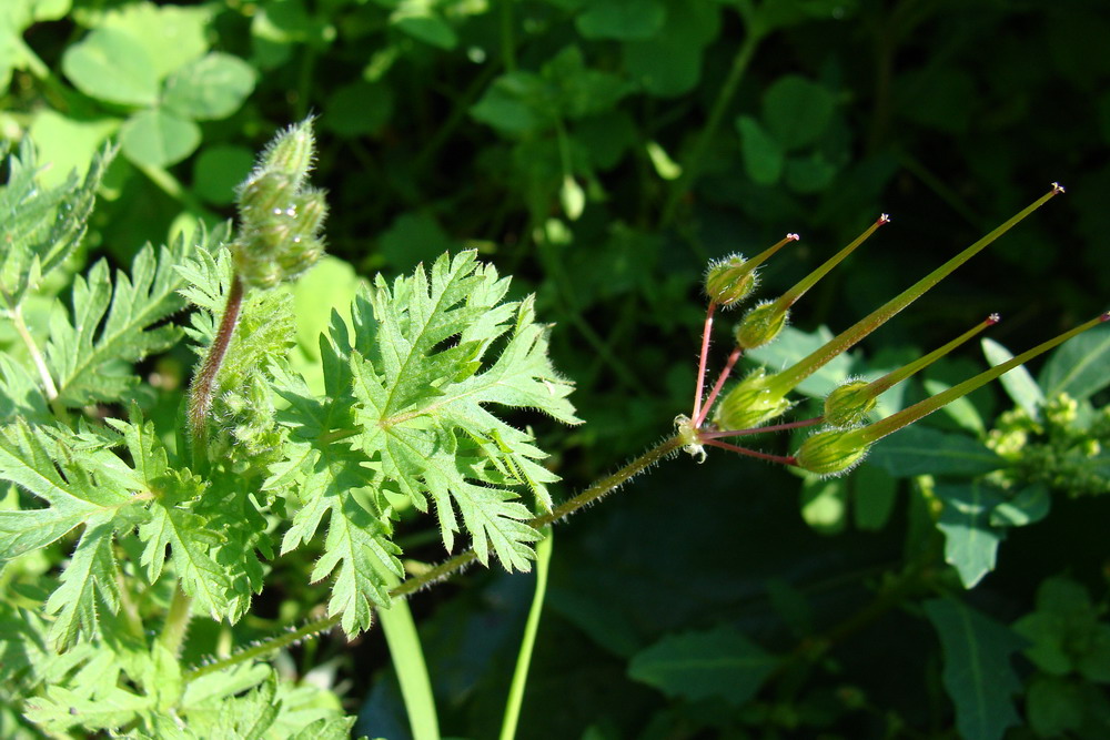 Изображение особи Erodium cicutarium.