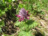 Pedicularis panjutinii