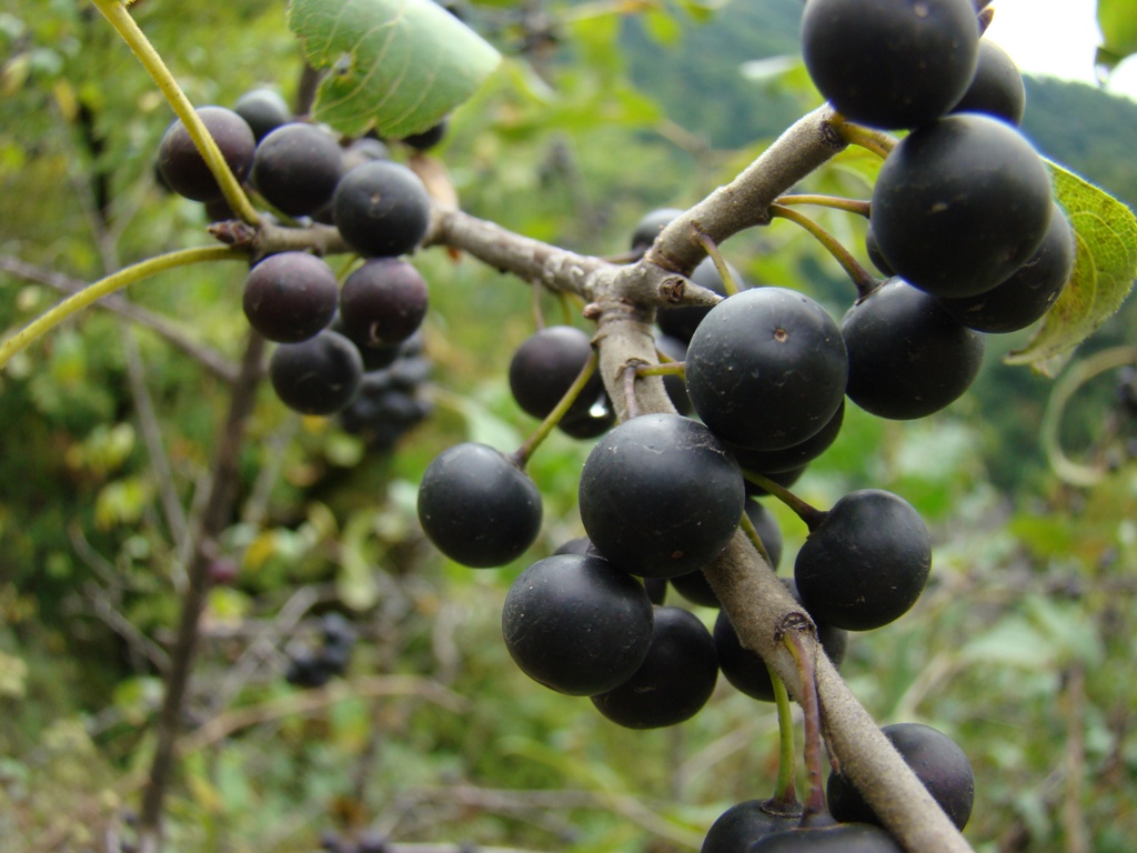 Image of Rhamnus cathartica specimen.