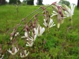 Silene nutans