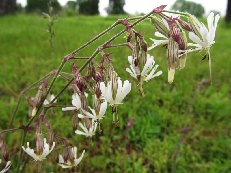 Image of Silene nutans specimen.