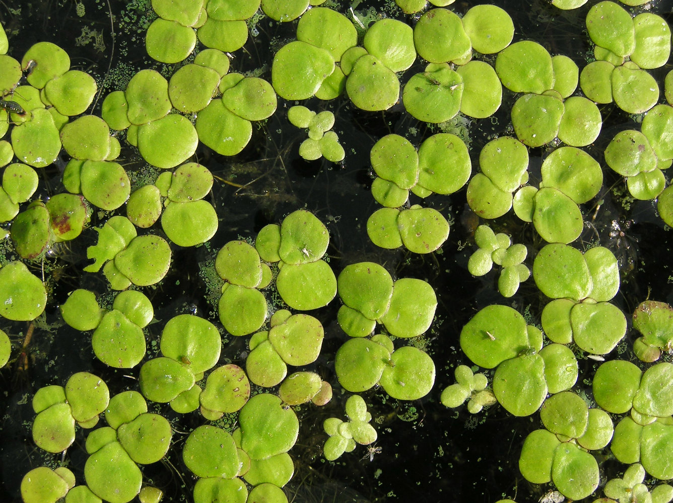 Image of Spirodela polyrhiza specimen.