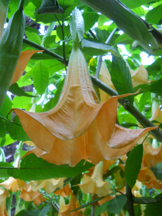 Image of Brugmansia suaveolens specimen.