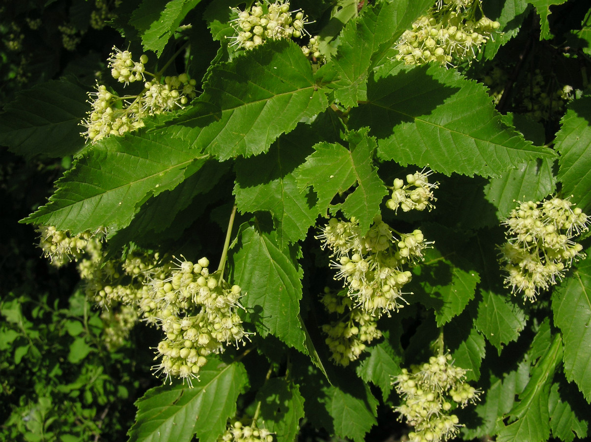 Image of Acer tataricum specimen.