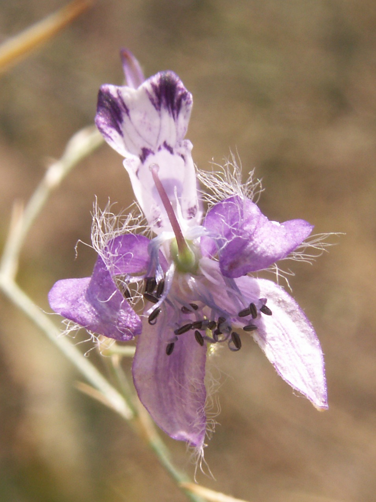 Изображение особи Delphinium barbatum.