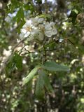 Malus trilobata. Верхушка побега с соцветием. Israel, Upper Galilee, Nachal Kziv, Mount Meiron Nature Reserve. Май 2006 г.