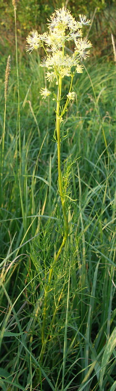 Image of Thalictrum lucidum specimen.
