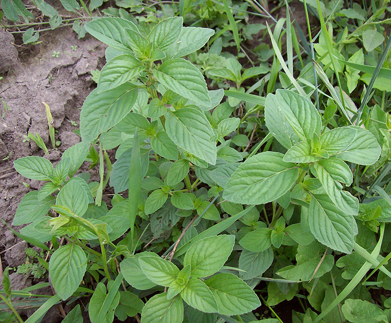 Image of Mentha arvensis specimen.