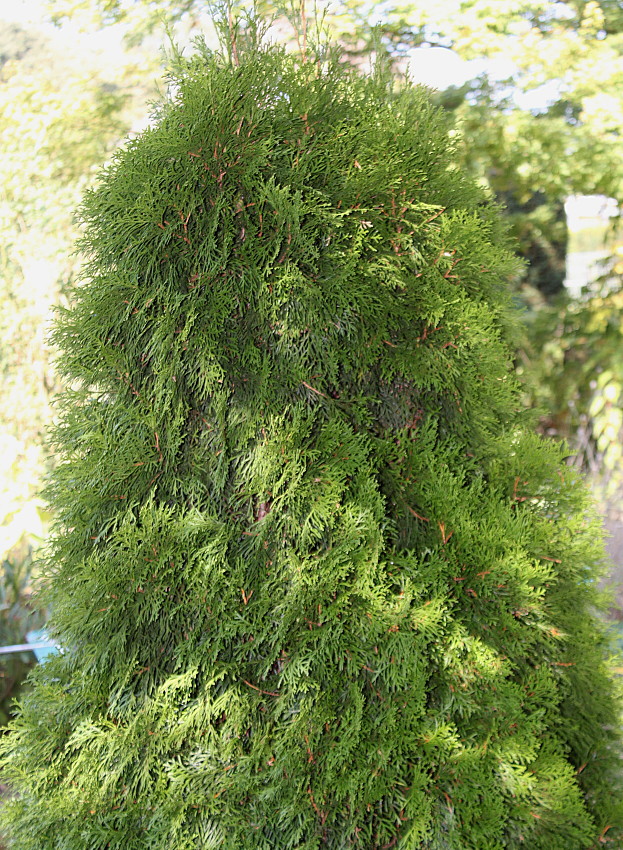 Изображение особи Thuja occidentalis.