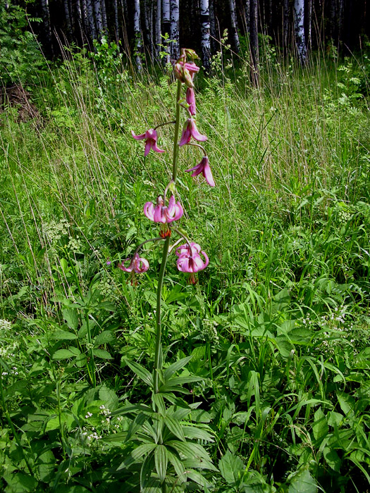 Изображение особи Lilium pilosiusculum.