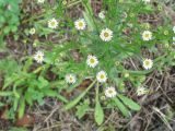 Erigeron acris