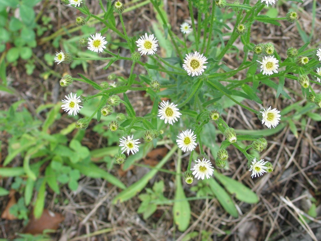 Изображение особи Erigeron acris.