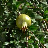 Punica granatum. Часть ветви с плодом. Испания, автономное сообщество Андалусия, провинция Гранада, комарка Вега-де-Гранада, г. Гранада, Альгамбра. 13.07.2012.
