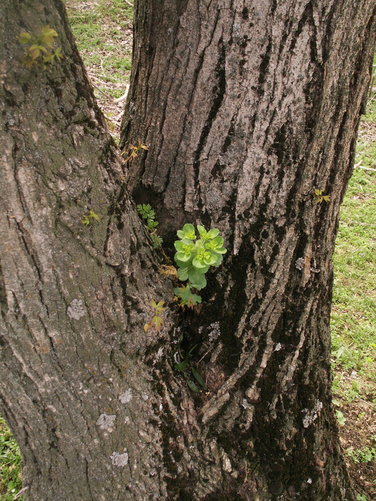 Image of Euphorbia helioscopia specimen.