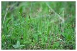 Carex montana. Отцвевшее растение. Республика Татарстан, Верхнеуслонский р-н, памятник природы \"Кликовский склон\". 16.05.2009.