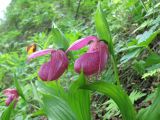 Cypripedium macranthos