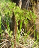 Corydalis multiflora