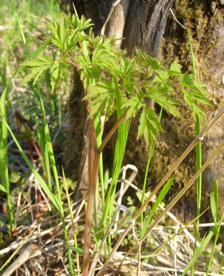 Image of Corydalis multiflora specimen.