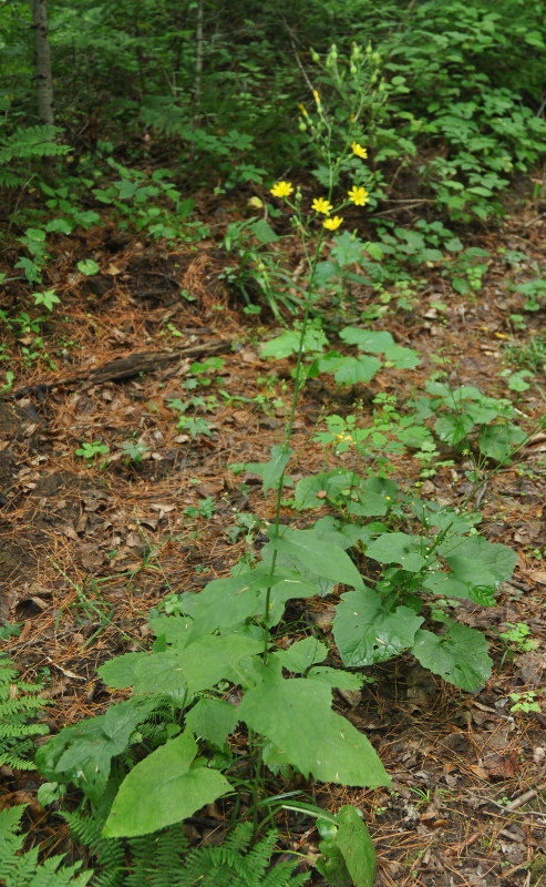 Image of Lactuca triangulata specimen.