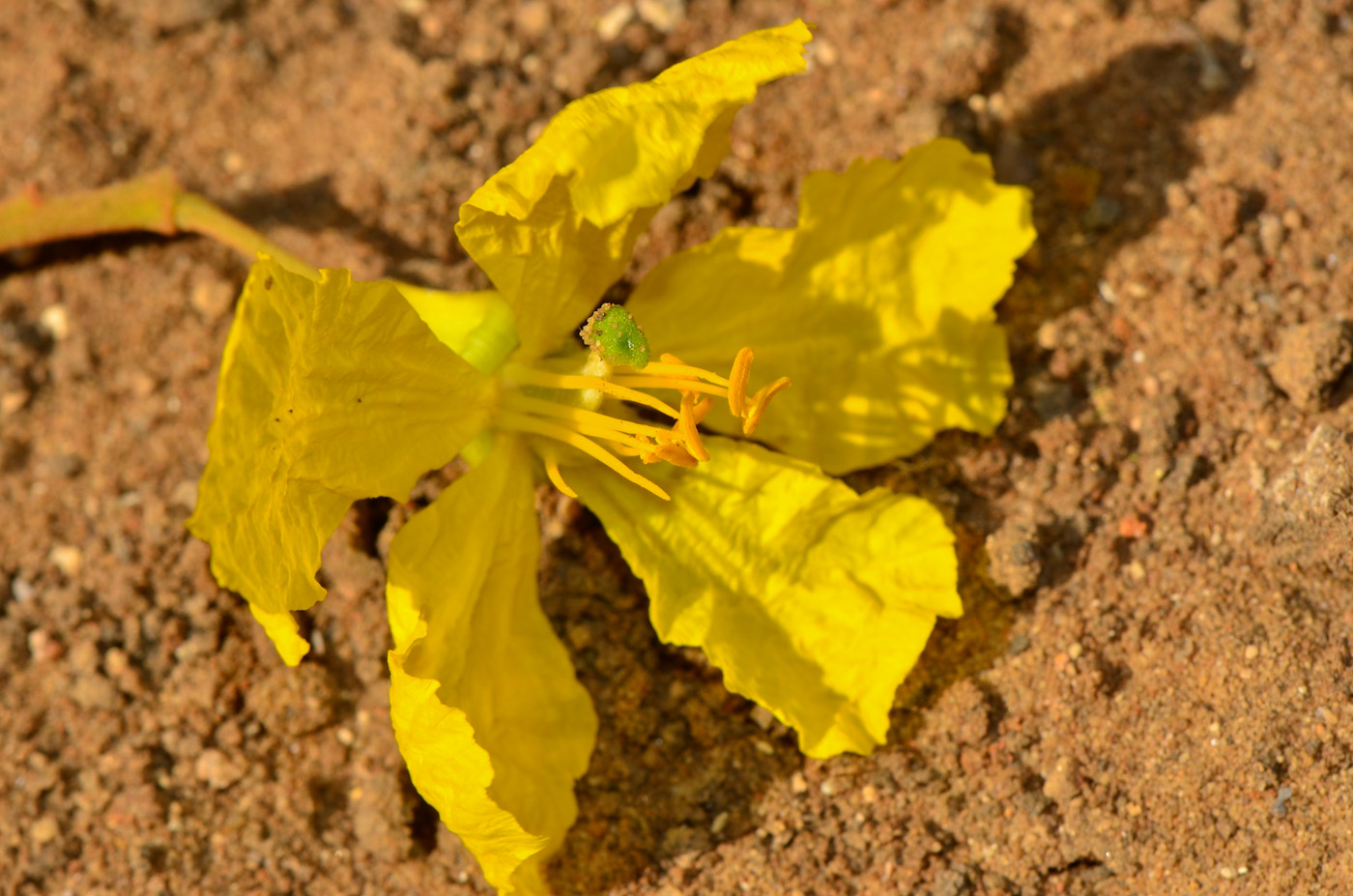 Image of Peltophorum dubium specimen.