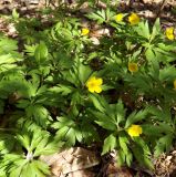 Anemone ranunculoides