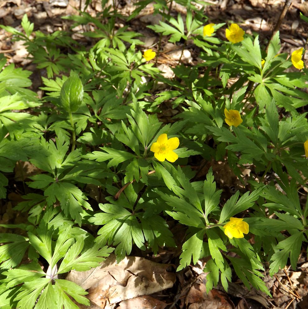 Image of Anemone ranunculoides specimen.