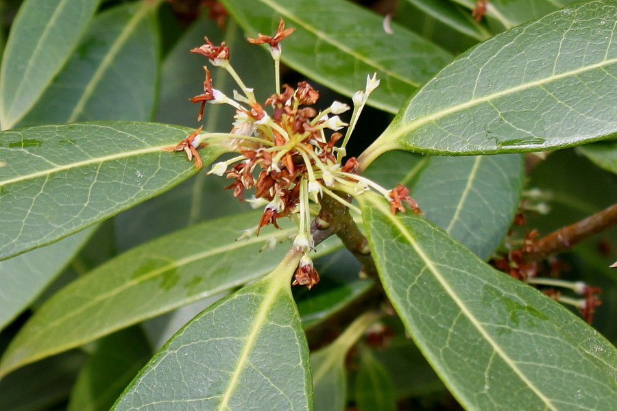 Image of Osmanthus &times; burkwoodii specimen.