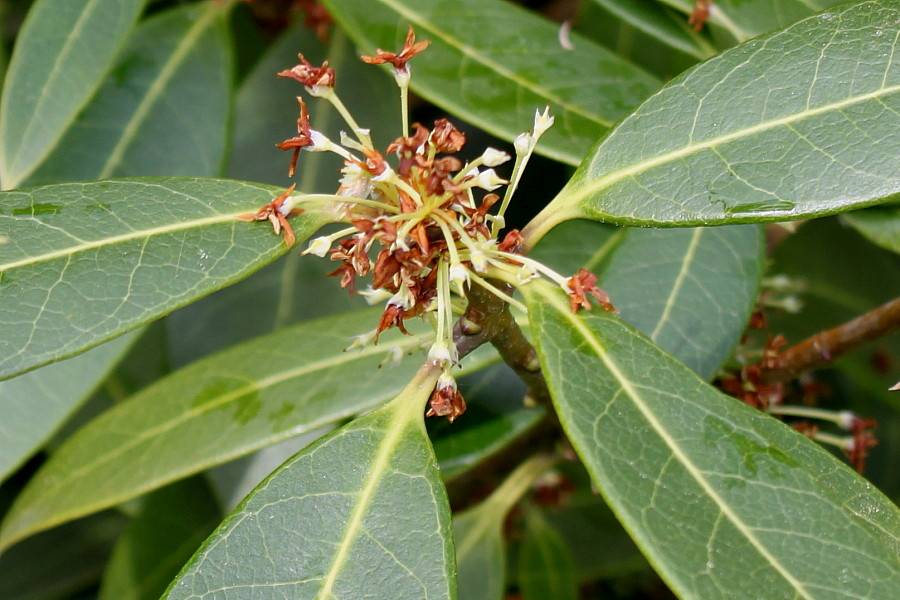 Изображение особи Osmanthus &times; burkwoodii.