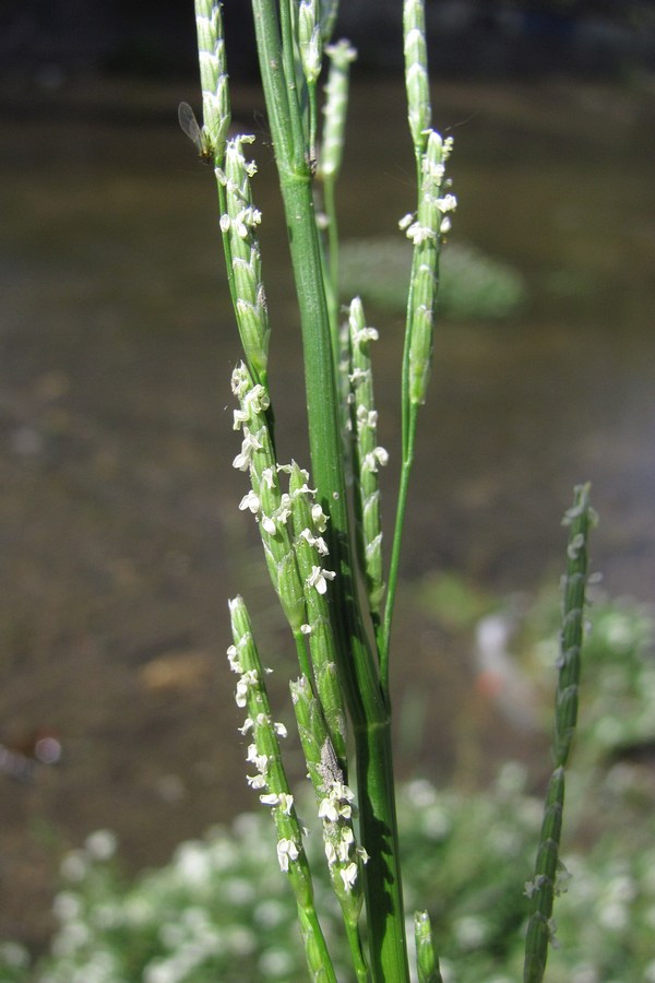 Image of Glyceria notata specimen.