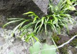 Asplenium septentrionale