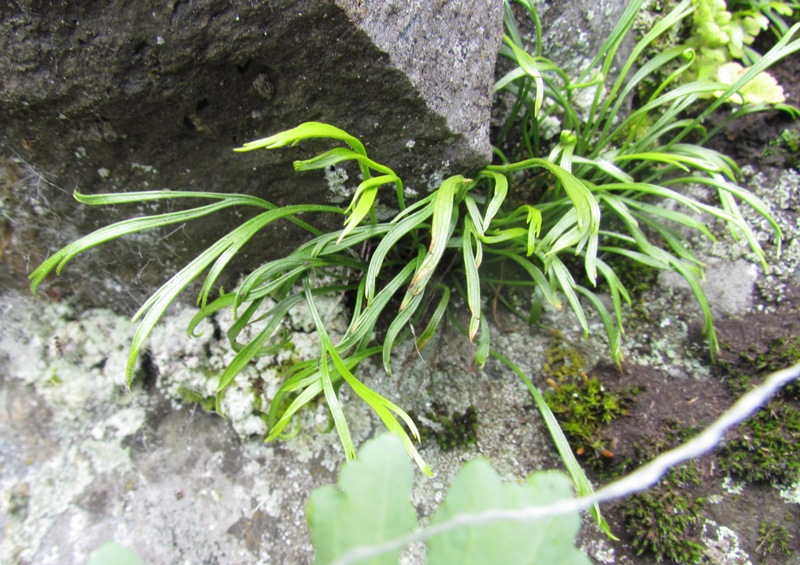 Image of Asplenium septentrionale specimen.