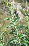 Scrophularia rupestris