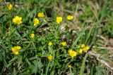 genus Ranunculus