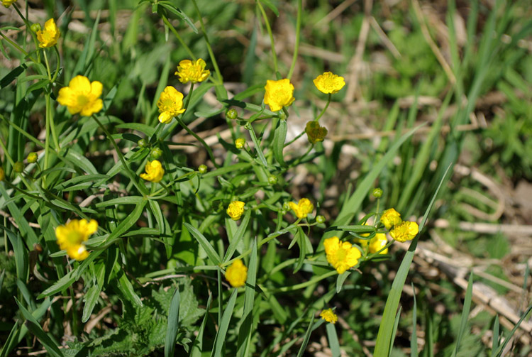 Изображение особи род Ranunculus.