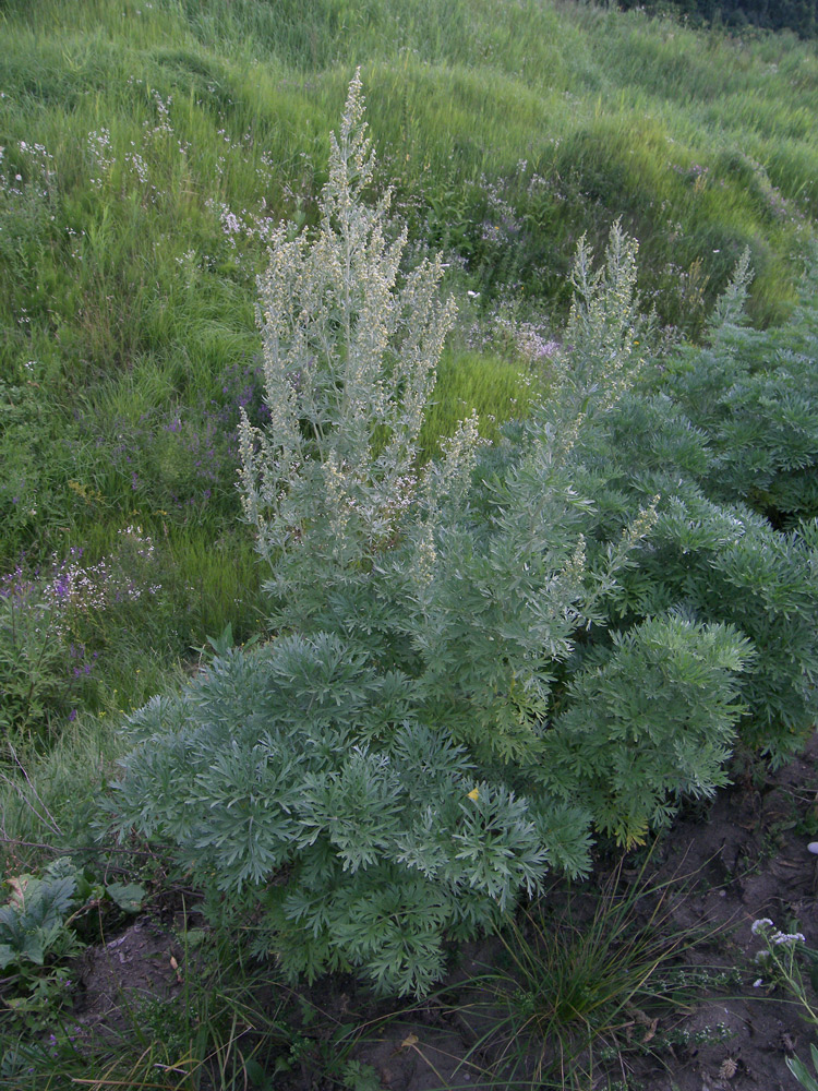 Изображение особи Artemisia absinthium.