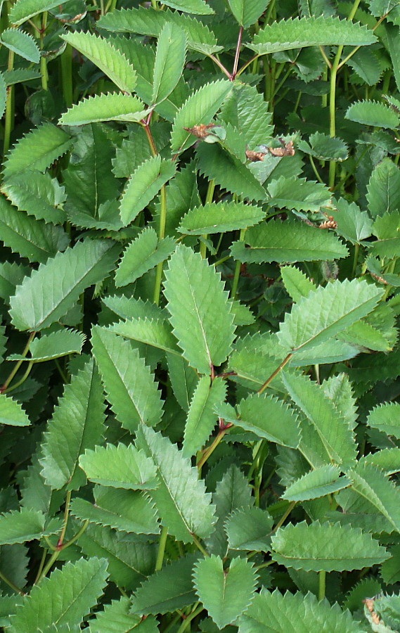 Изображение особи Sanguisorba canadensis.