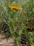 Inula salicina. Верхушка побега с соцветием-корзинкой. Украина, г. Запорожье, район оз. Кушугум. 20.07.2013.