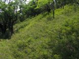 Jasminum fruticans. Аспект плодоносящих растений. Краснодарский край, м.о. город-курорт Анапа, окр. пос. М. Утриш, прибрежный склон горы, фисташково-можжевеловое редколесье. 28.07.2013.