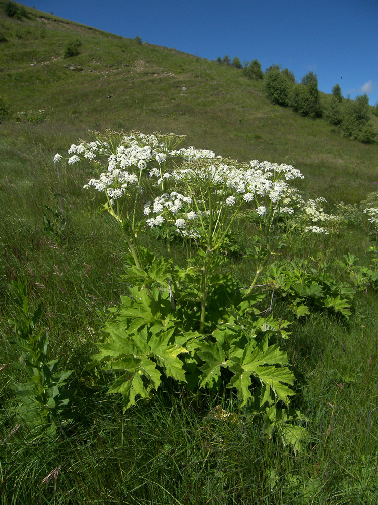 Изображение особи Heracleum asperum.