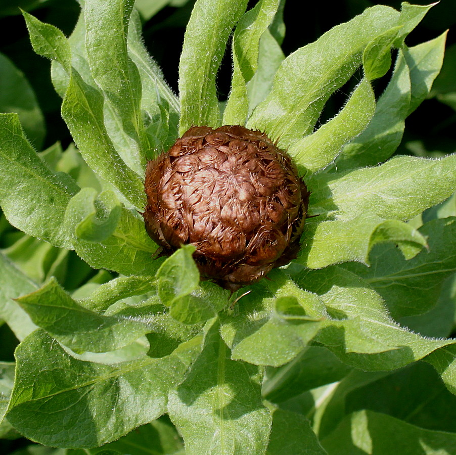 Изображение особи Grossheimia macrocephala.