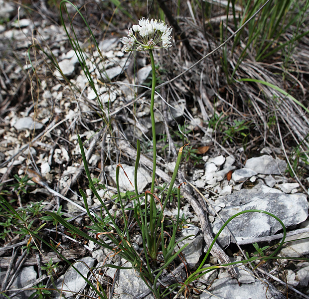 Изображение особи Allium denudatum.