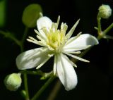 Clematis vitalba. Цветок. Крым, городской округ Ялта, г. Алупка, парк Воронцовского дворца. Июнь 2010 г.