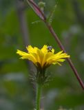 Picris hieracioides