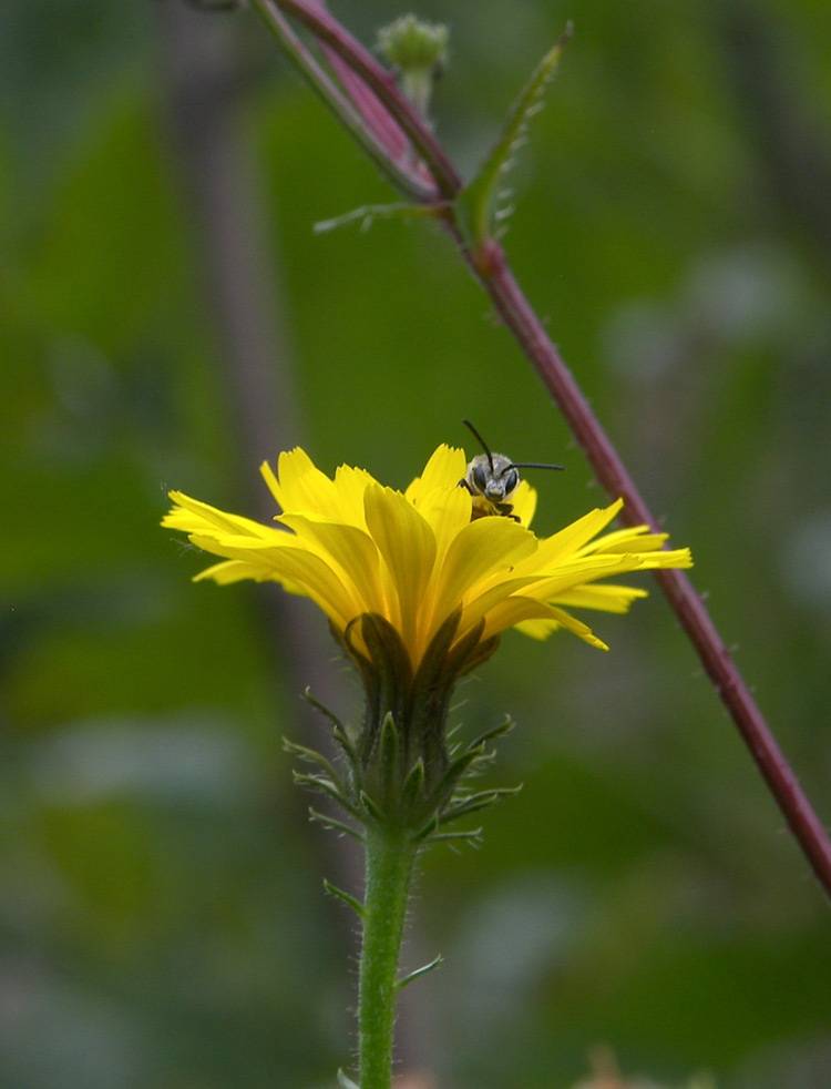 Image of Picris hieracioides specimen.