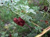 Glycyrrhiza echinata
