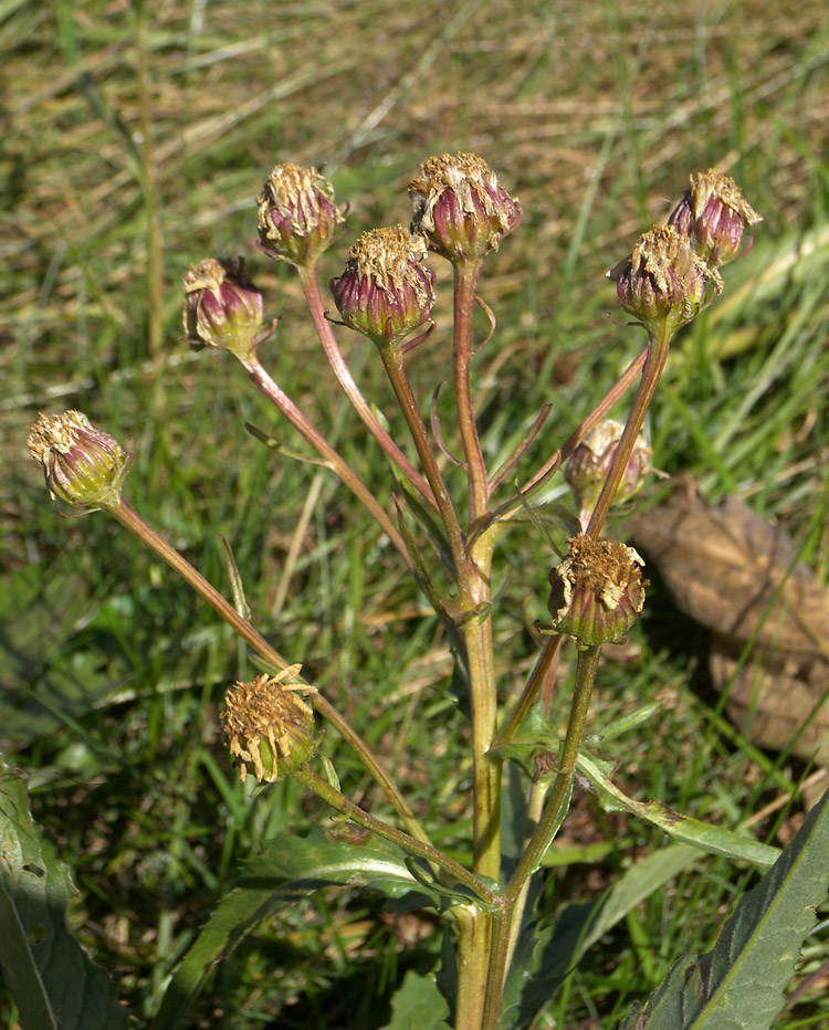 Image of Senecio racemosus specimen.